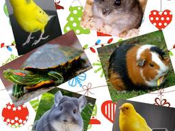 Передержка мелких домашних животных / ДНЕПР