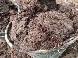 Перегной конский 3-х летней выдержки