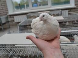 Перепела / Домашние перепелиные яйца. Диетические Тушки