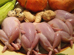 Перепела свежие, мясо перепелов, тушки перепелов