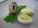 Перепелиные свежие домашние яйца.