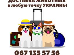 Перевозка домашних животных по Украине