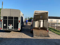 Перевозка лошадей по Украине и Евросоюз ЕС