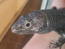 Перлинна ящірка чорна/ Timon lepidus melanistic. Хлопчик.