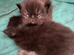 Персидские котята