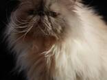 Персидские котята - фото 1