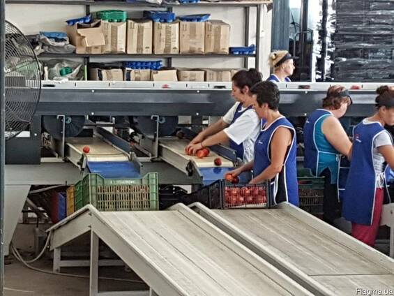 Персики, нектарины, огурцы