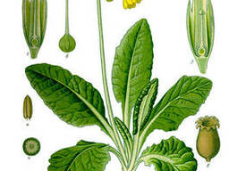 Первоцвіт трава сушена . Первоцвет трава. Примула трава