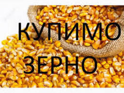 Підприємство продає кукурудзу великими об’ємами