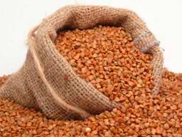 Підприємство на постійній основі закуповлює зерно гречки