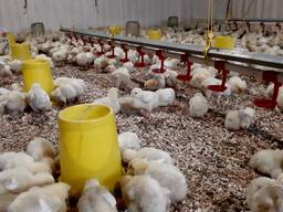 Підрощене курча, бройлер, росс-кобб. Калібровка, Бородянка