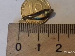 Підрощенна личинка коропа ранньої інкубації, мальок