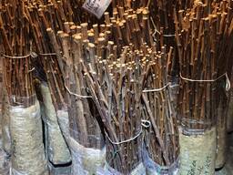 Підщепа для плодових дерев та троянд