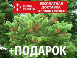 Пихта греческая семена (50 шт) (пихта кефалиниийская...