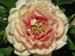 Пионы. Вегетирующие Саженцы на 3 - 5 ветки