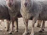 Племінні барани Шароле - фото 3
