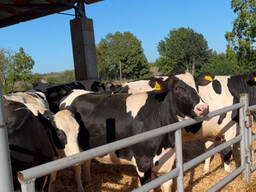 Племінні нетелі (Голштин)