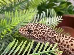 Плямистий гекон еублефар, ручний гекончик для дому