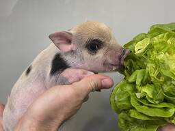 Плямистий міні піг