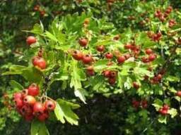 Плоды боярышника 100 грамм