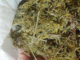 Подмаренник настоящий , кашка желтая