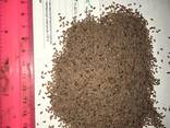 Подорожник овальний насіння (Psyllium ovata) - фото 3