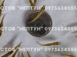 Подрощенная личинка щуки 2-3 см - фото 1
