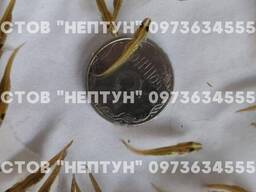 Подрощенная личинка щуки 2-3 см
