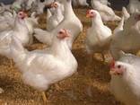 Подрощенный бройлер Кобб 500 - фото 3