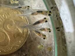 Подрощення личинка судака