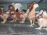 Подрощенные курочки и петушки, разных пород - фото 1