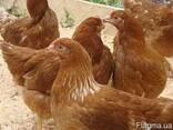 Подрощенные курочки и петушки, разных пород - фото 2