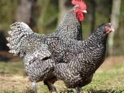 Подрощеные цыплята Доминант 4 разных цвета. 3 недели