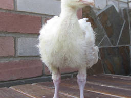 Подрощеные индюшата хайбрид конвертер