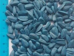 Подсолнечник Джин, семена подсолнечника кондитерского