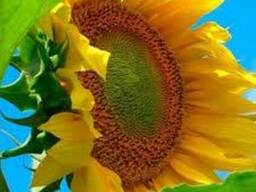 Подсолнечник Феликс, Сербская селекция, Нертус