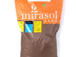 Подсолнечник Кастело (Castelo), Mirasol Seed (Испания)