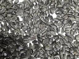 Подсолнечник кондитерский