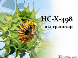Подсолнечник НС-Х-498 7 OR гранстар 50 гр. Нертус