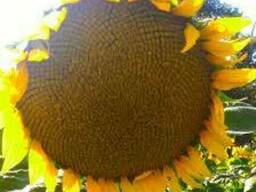 Подсолнечник Римми СЛ