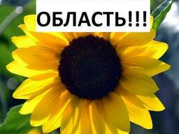 Куплю Подсолнух Полтава Украина