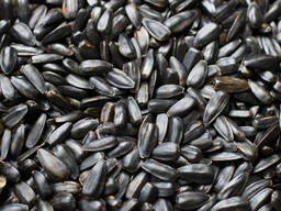 Покупаем кондитерскую семечку