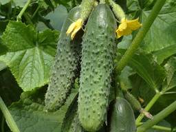 Покупаем Огірок крупним оптом