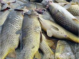 Покупаем речную рыбу