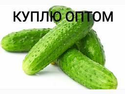 Покупаю на постоянной основе Огурец