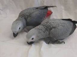 Полностью ручные птенцы жако