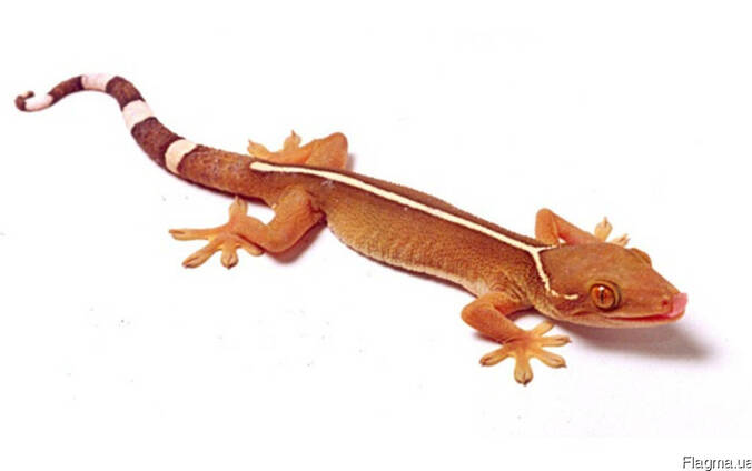 Полосатый геккон (Gekko vittatus)