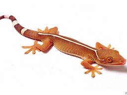 Полосатый геккон (Gekko vittatus)