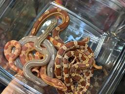 Полоз маїсовий