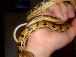 Полоз тонкохвостый